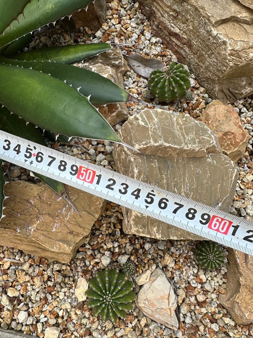 ドライガーデン！スーパーセット