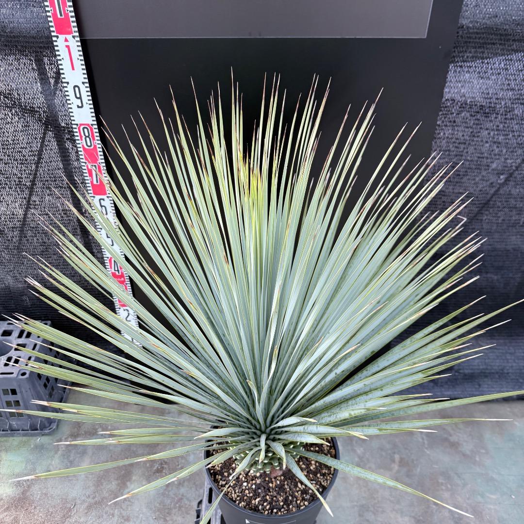 【AL1187】ユッカ　ロストラータ　ランチョブルー