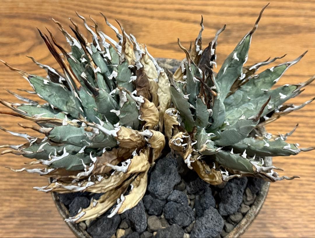 週末SALE【超希少コレクション株】エボリスピナ双頭【陽炎】【発根済】【作家鉢】