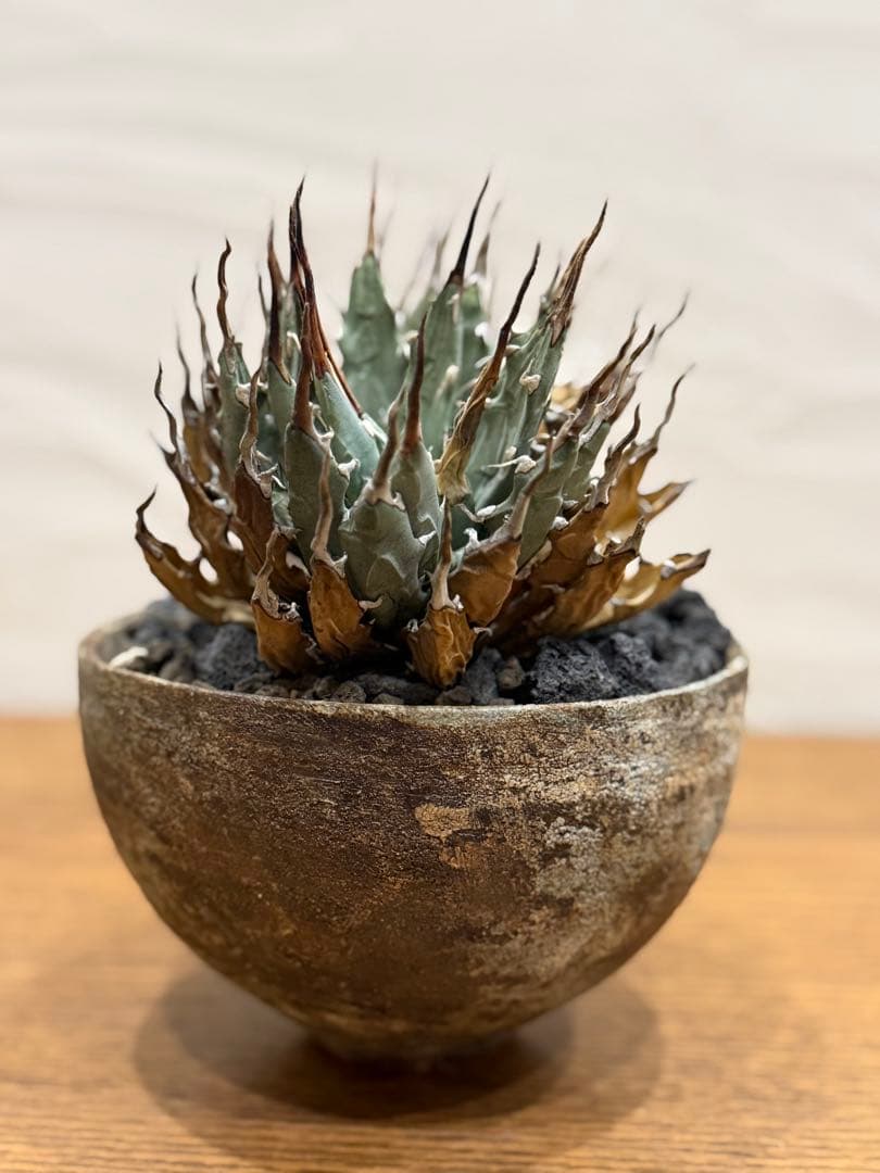 週末SALE【超希少コレクション株】エボリスピナ双頭【陽炎】【発根済】【作家鉢】