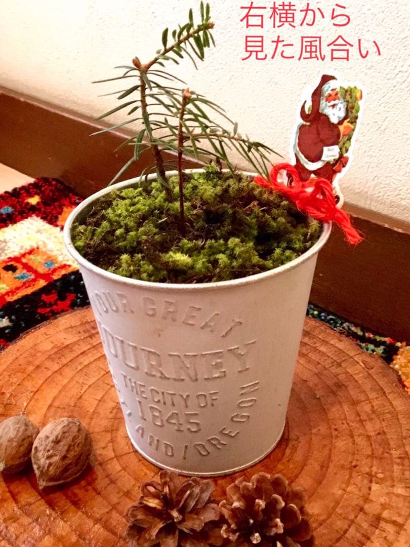 完売　　【野生の可愛い樅の木さん】生まれたて1年生と2年生/クリスマスツリー