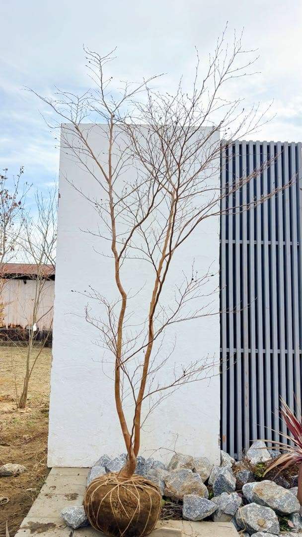 特大。山採りヒメシャラ3.3M(鉢底から)