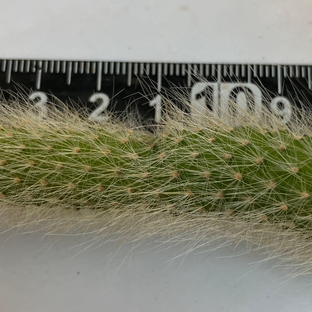 ＊ご確認用です＊