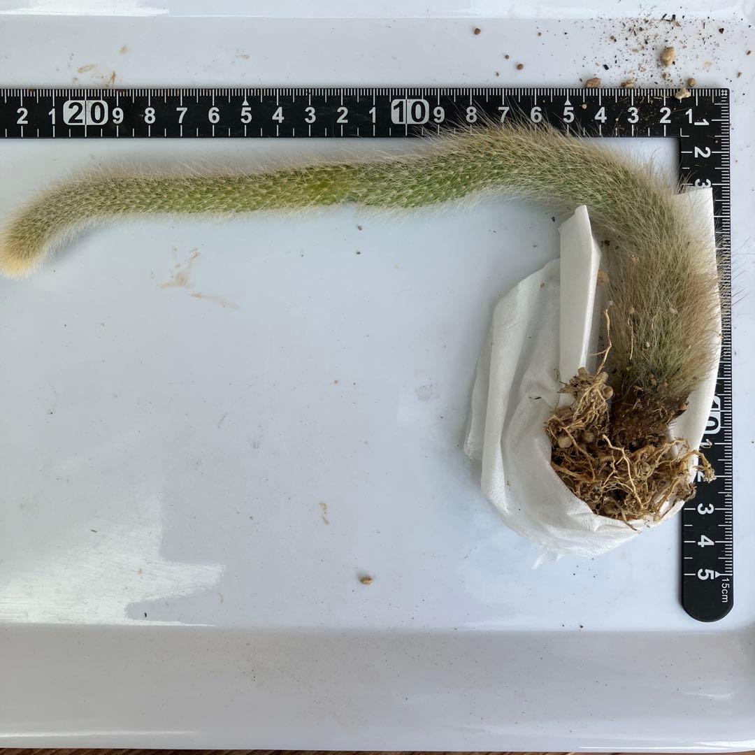 ＊ご確認用です＊