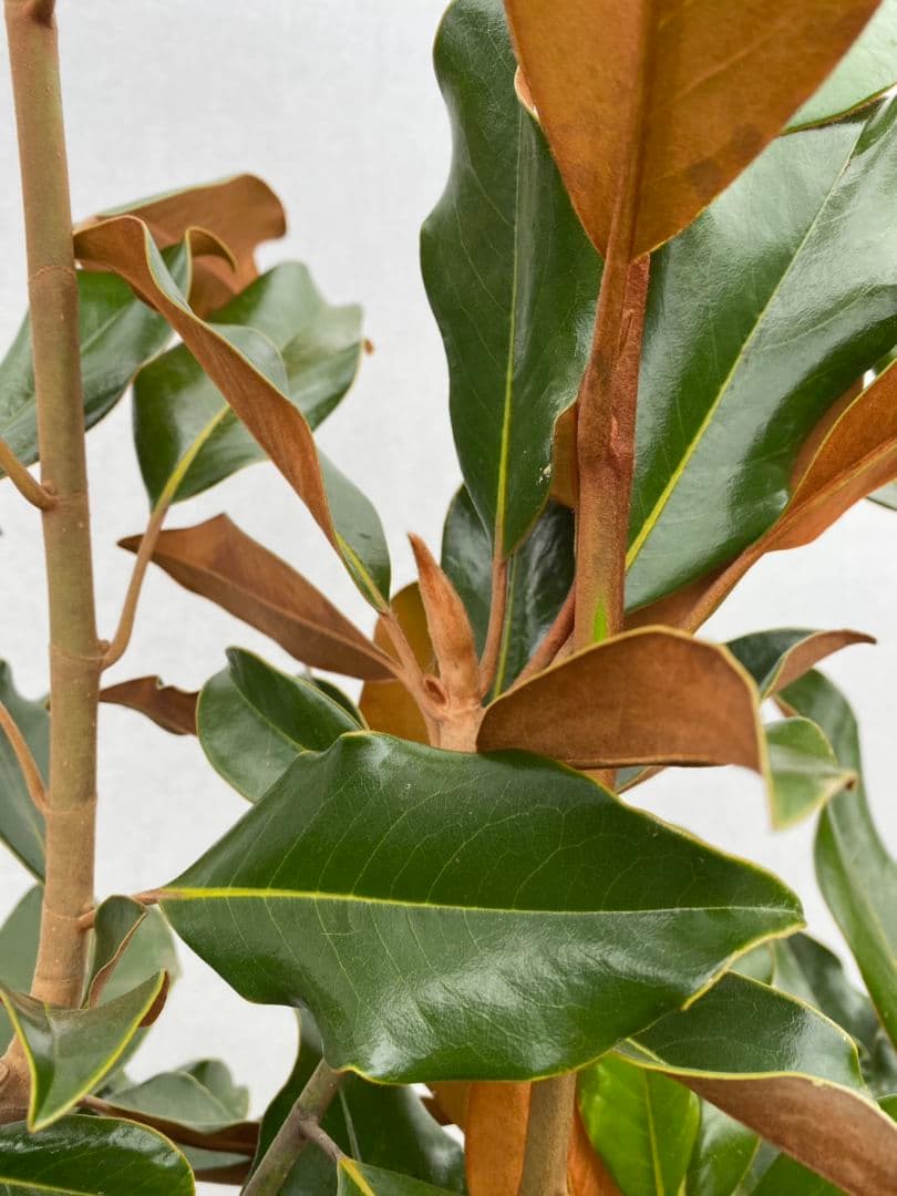 タイサンボク　ケイパレス/903