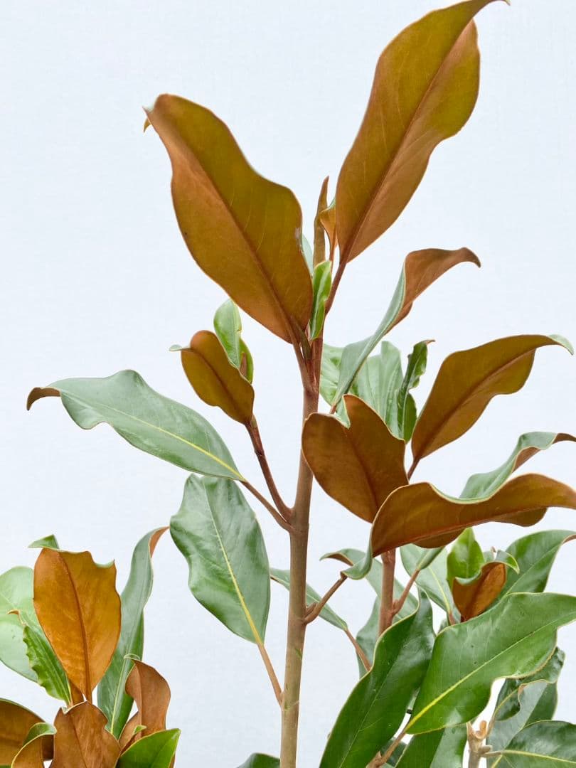 タイサンボク　ケイパレス/903