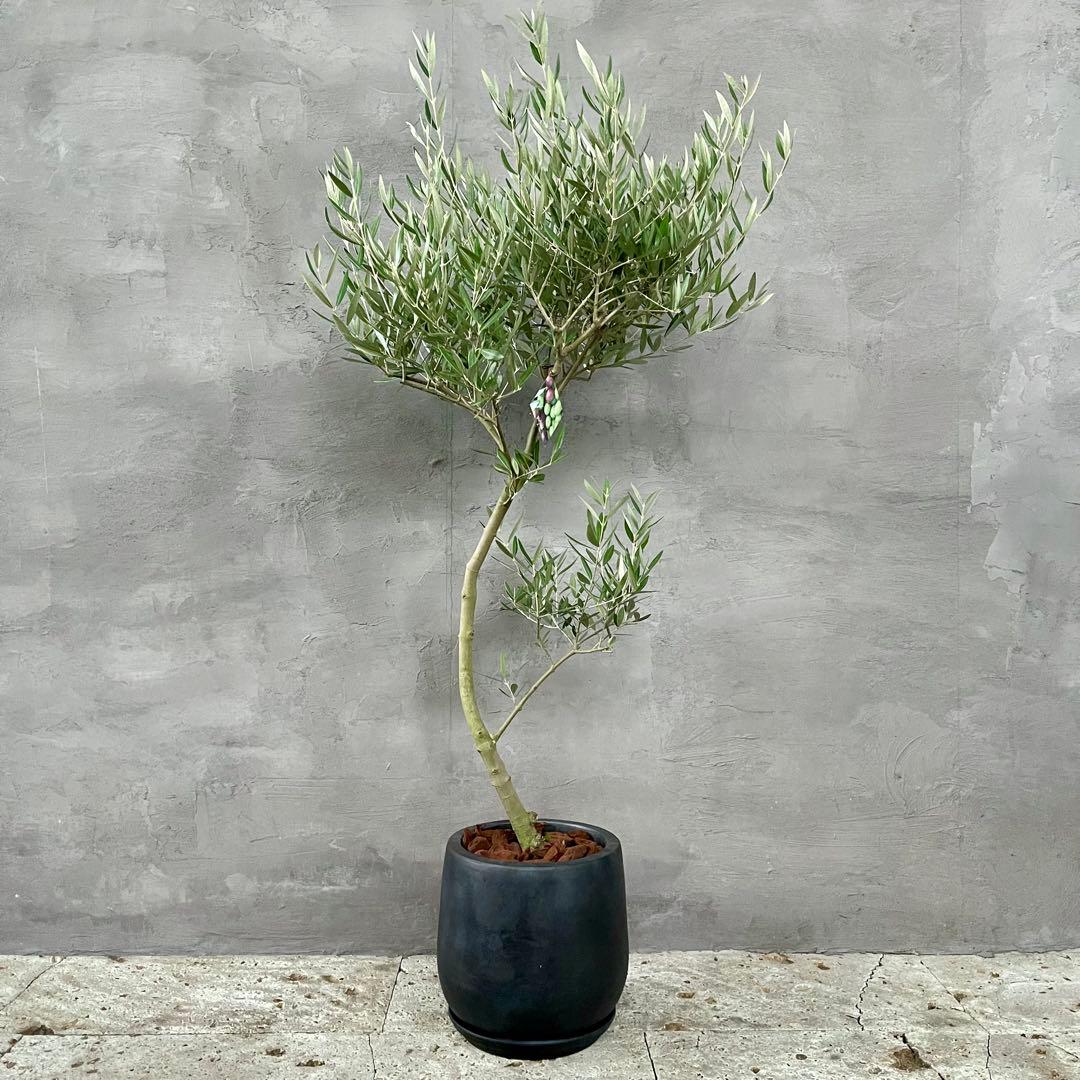 はなはな　最高級樹形　幹極太　Souju オリーブ　【ピクアル】 10号