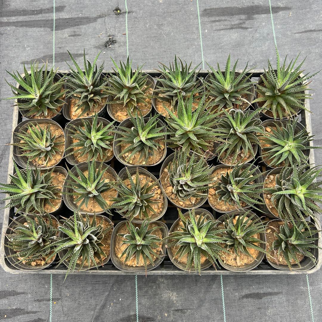 ハオルシア 十二の巻 24個まとめ売り 鉢ごと