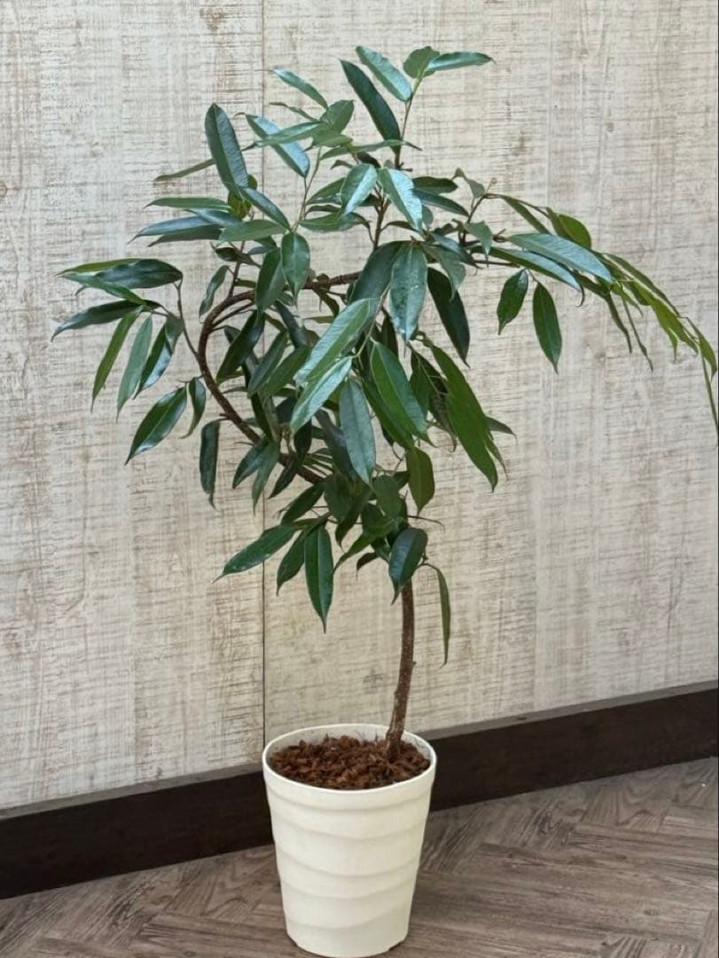 ☆フィカス アムステルダムキング♪ 曲がり仕立て 108cm♪