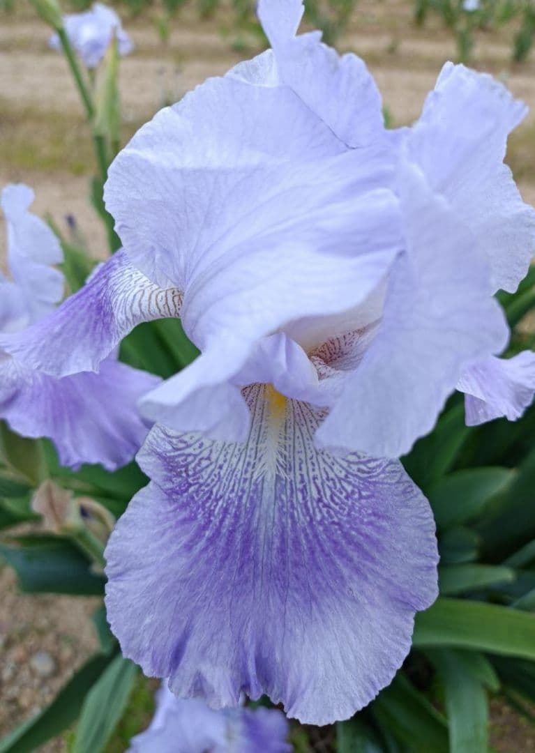 ジャーマンアイリスの花　20品種✕1苗　合計20苗　オマケ苗あり