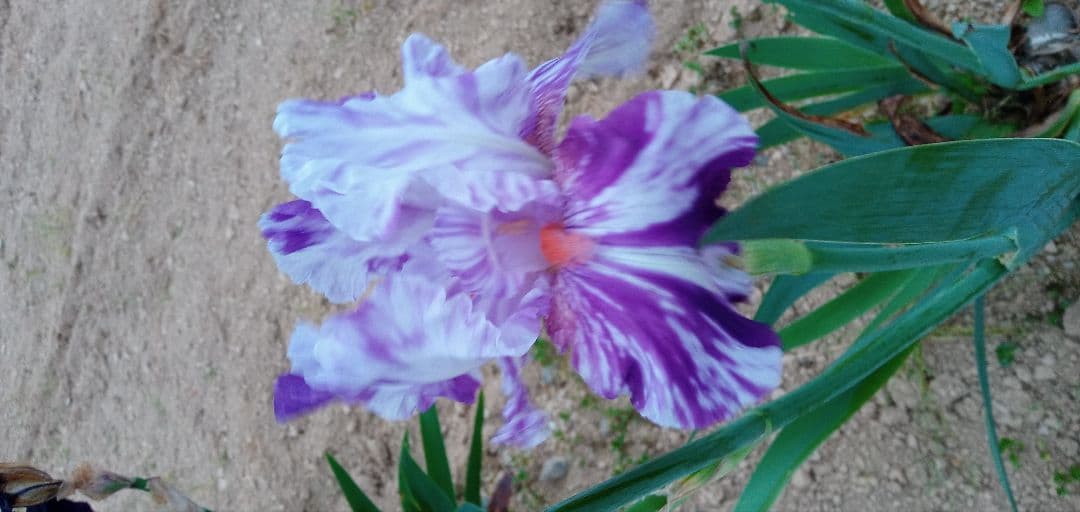 ジャーマンアイリスの花　20品種✕1苗　合計20苗　オマケ苗あり