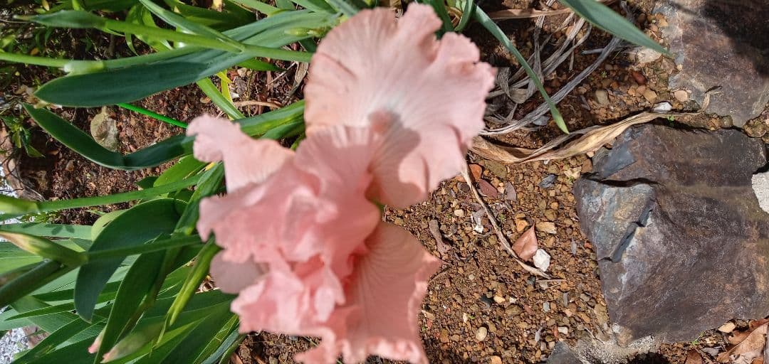 ジャーマンアイリスの花　20品種✕1苗　合計20苗　オマケ苗あり