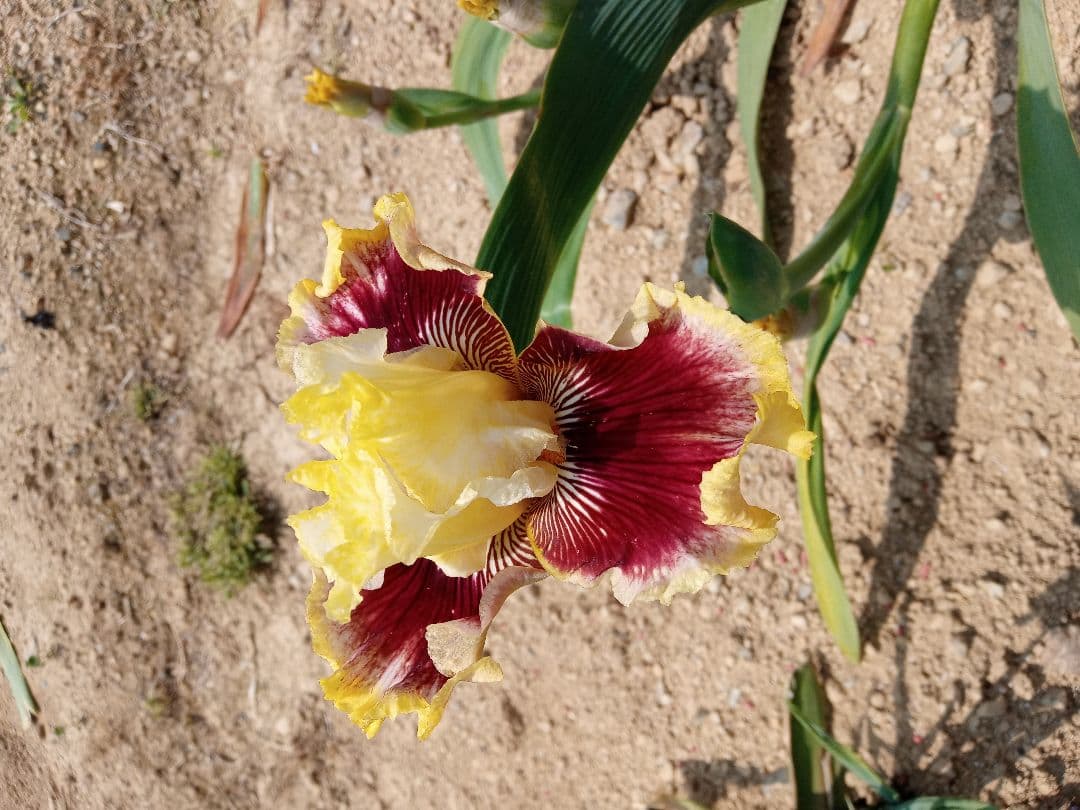 ジャーマンアイリスの花　20品種✕1苗　合計20苗　オマケ苗あり