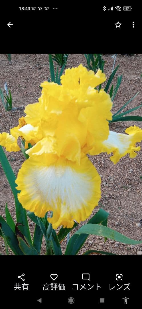 ジャーマンアイリスの花　20品種✕1苗　合計20苗　オマケ苗あり