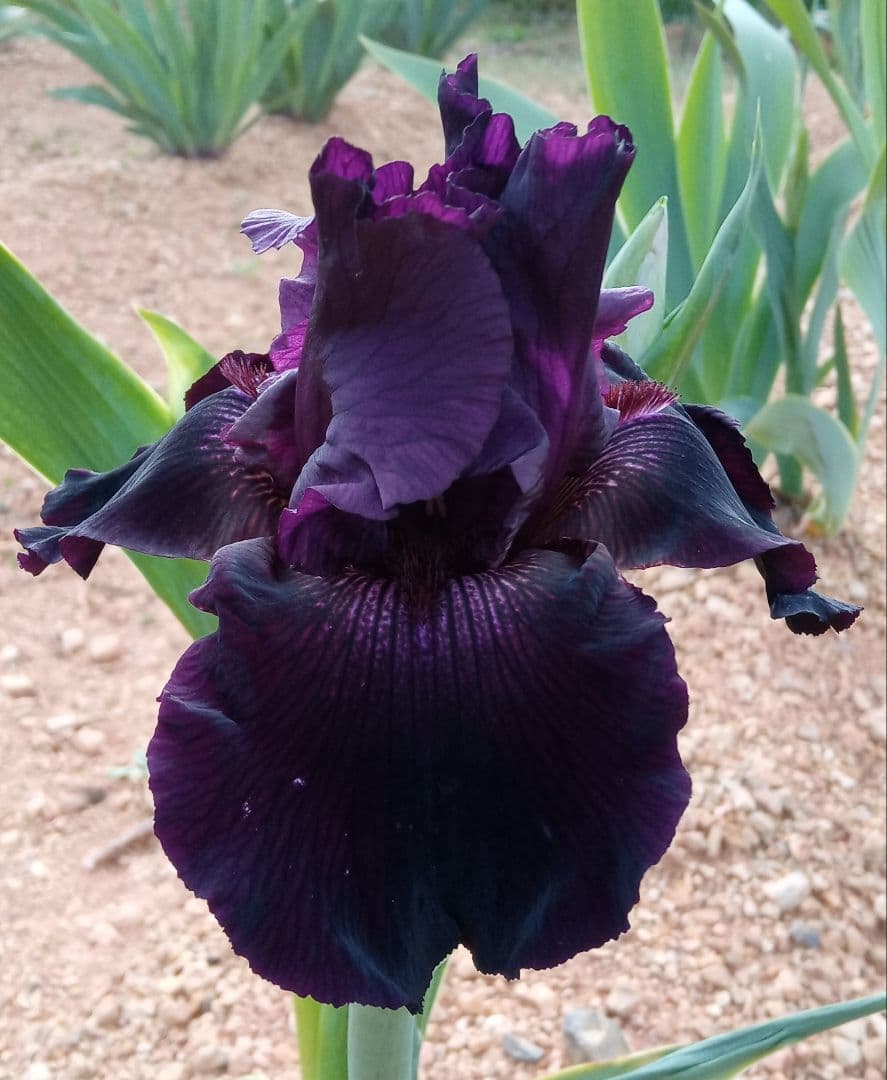 ジャーマンアイリスの花　20品種✕1苗　合計20苗　オマケ苗あり