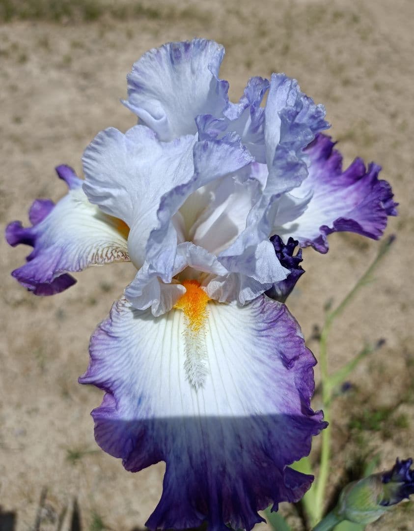 ジャーマンアイリスの花　20品種✕1苗　合計20苗　オマケ苗あり