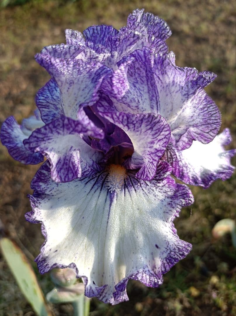 ジャーマンアイリスの花　20品種✕1苗　合計20苗　オマケ苗あり