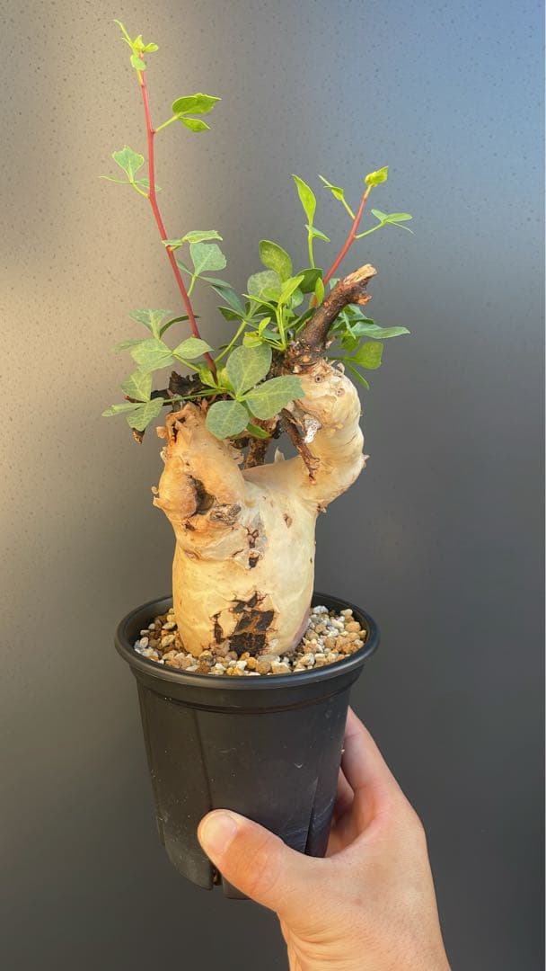 5 コミフォラ　カタフ　ピュア　発根済