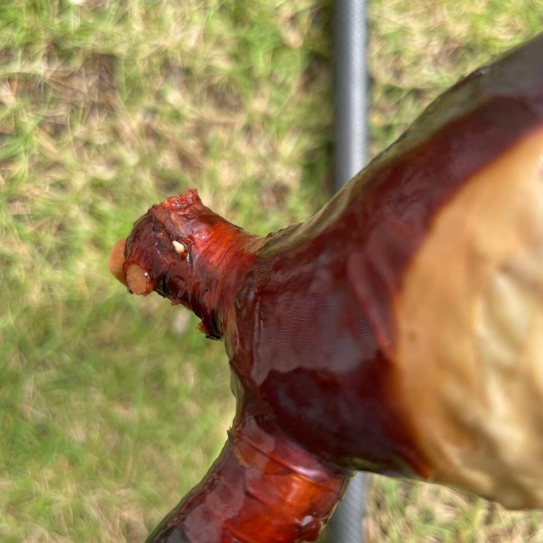 5 コミフォラ　カタフ　ピュア　発根済