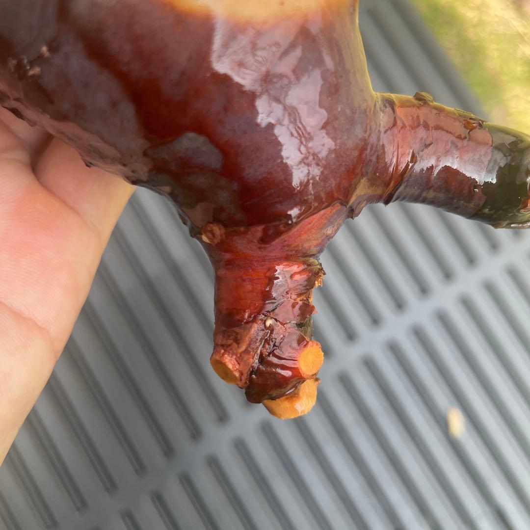 5 コミフォラ　カタフ　ピュア　発根済