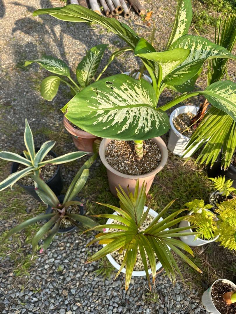 観葉植物セット　13点