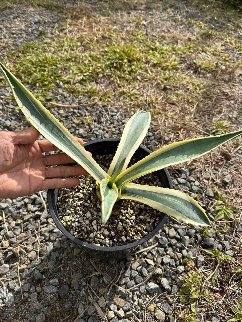 観葉植物セット　13点