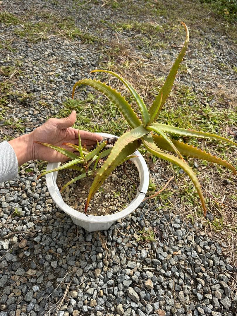 観葉植物セット　13点