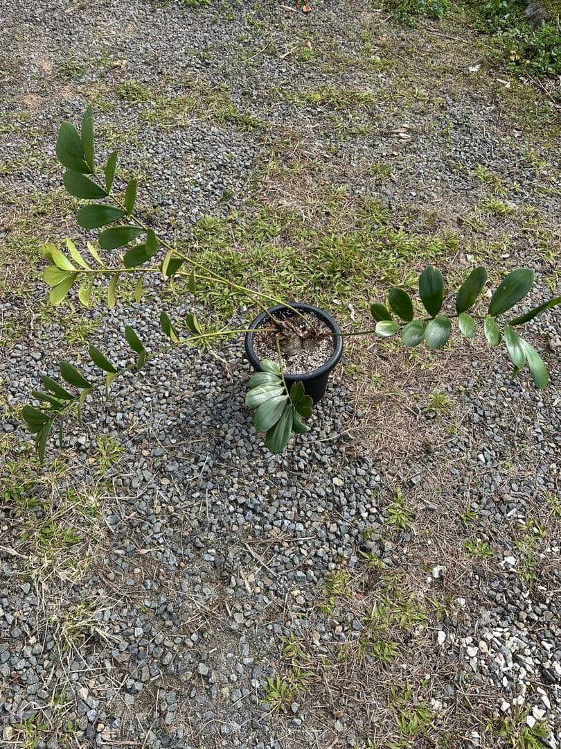 観葉植物セット　13点