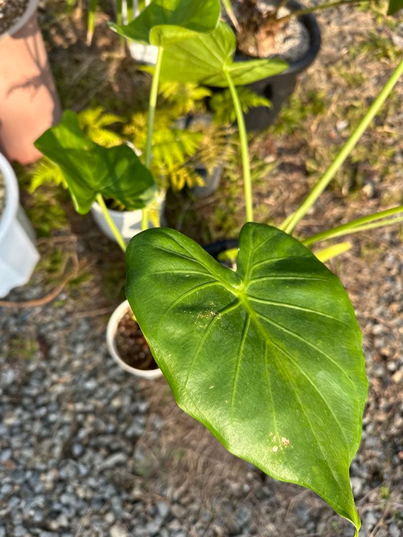 観葉植物セット　13点