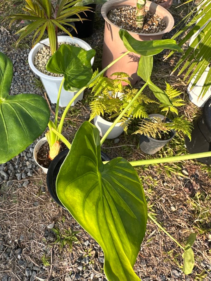 観葉植物セット　13点