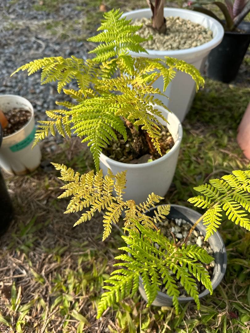 観葉植物セット　13点