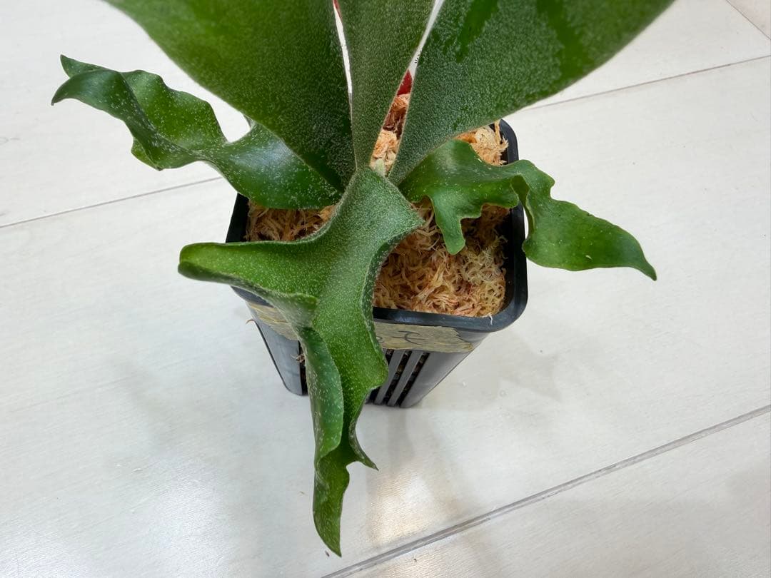 選抜 ロチャモ FSQ DeLaRocha × gizmo ミックスspore