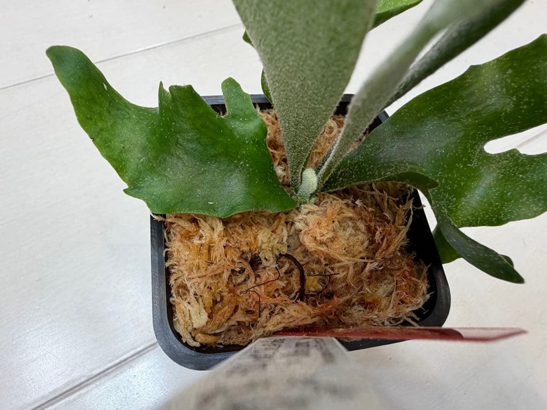 選抜 ロチャモ FSQ DeLaRocha × gizmo ミックスspore