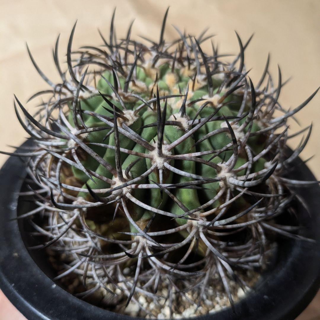 エリオシケ アウラータ 五百津玉 台付