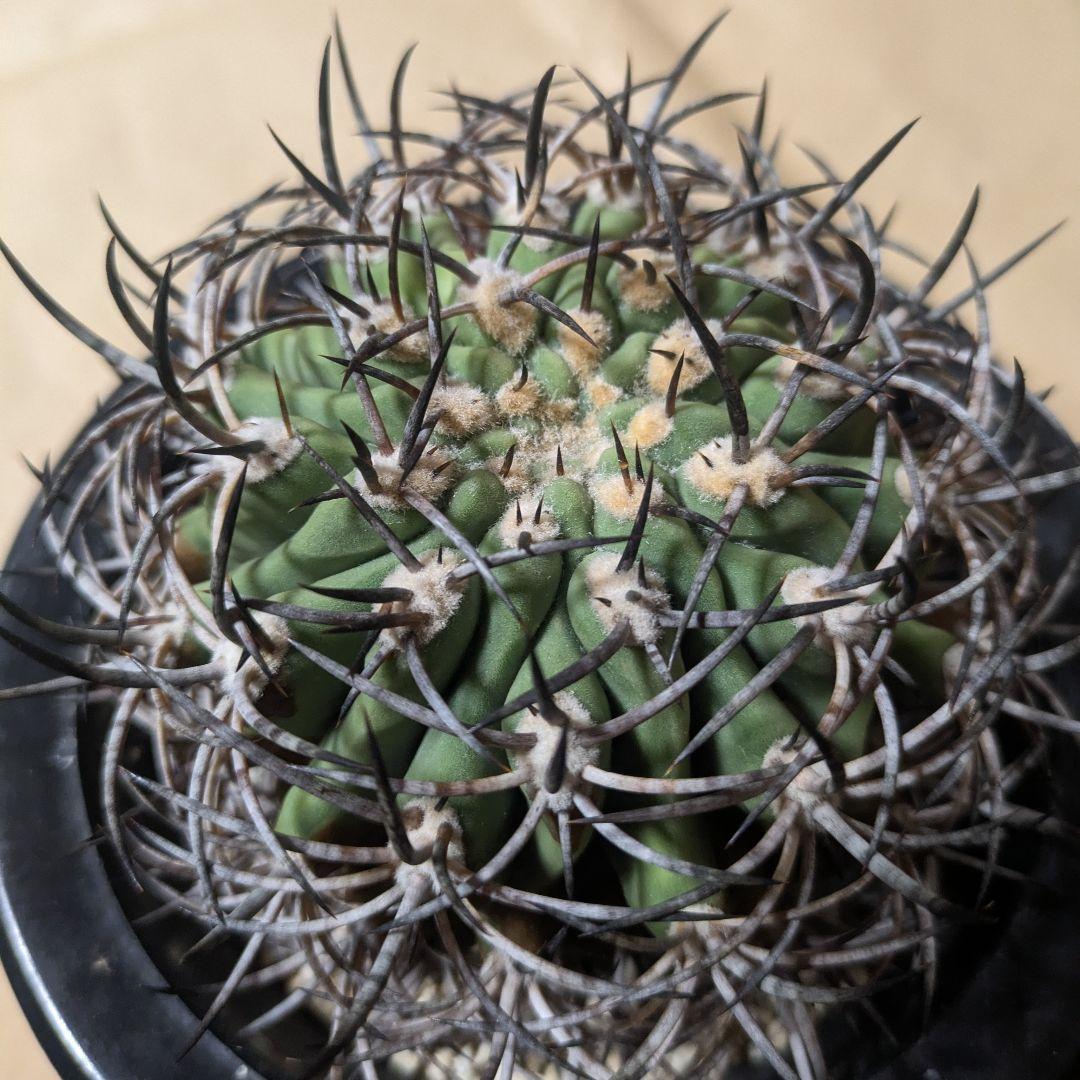 エリオシケ アウラータ 五百津玉 台付