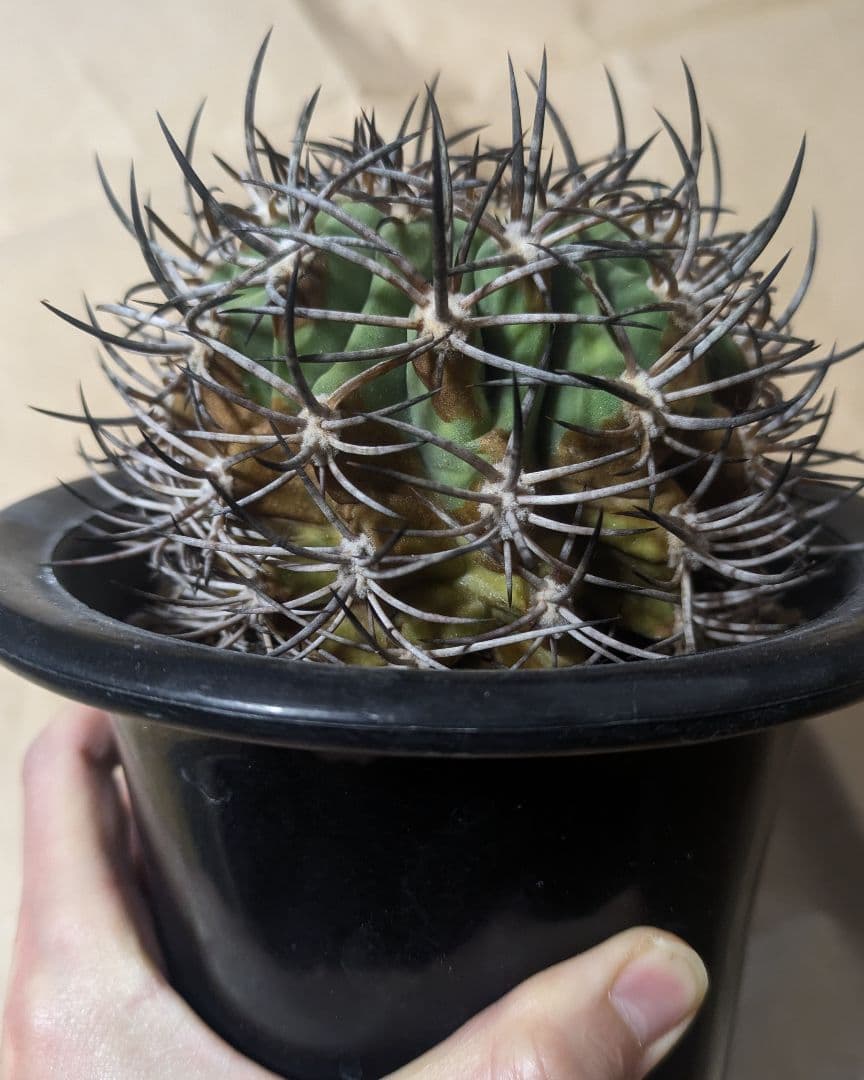 エリオシケ アウラータ 五百津玉 台付