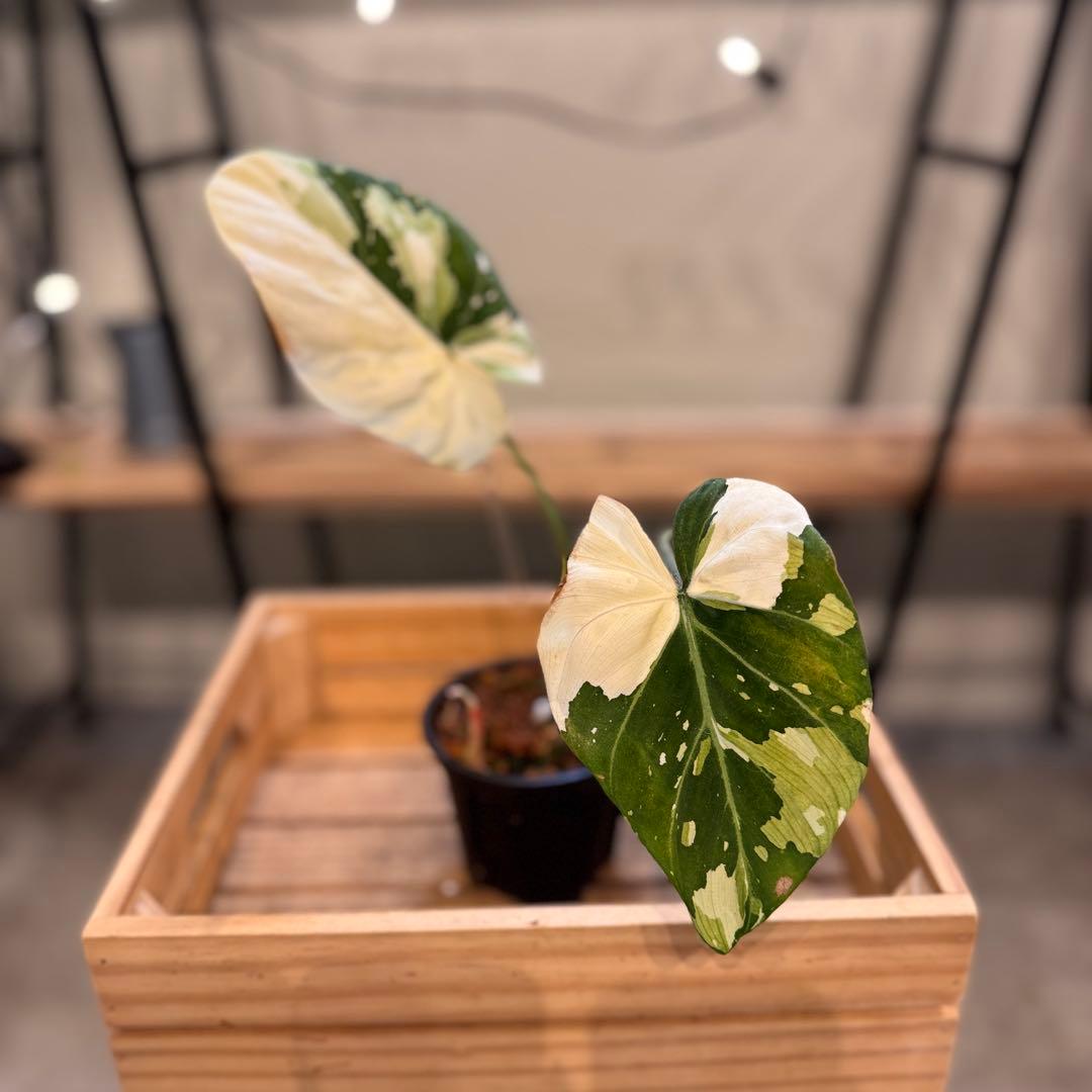 e*o様 31 フィロデンドロン　グロリオーサム　トリカラー　斑入り　超美株