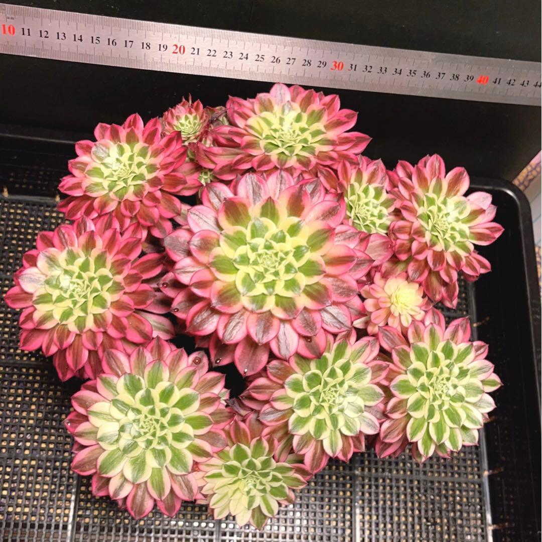 16#多肉植物アエオニウム錦❤️天合❤️12頭31cm拔き苗
