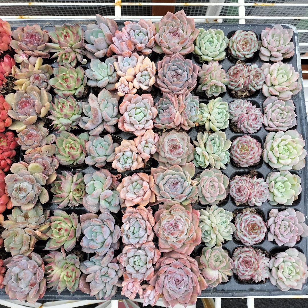 セル苗105個セット✨多肉植物　エケベリア　詰め合わせ　寄せ植えに!!