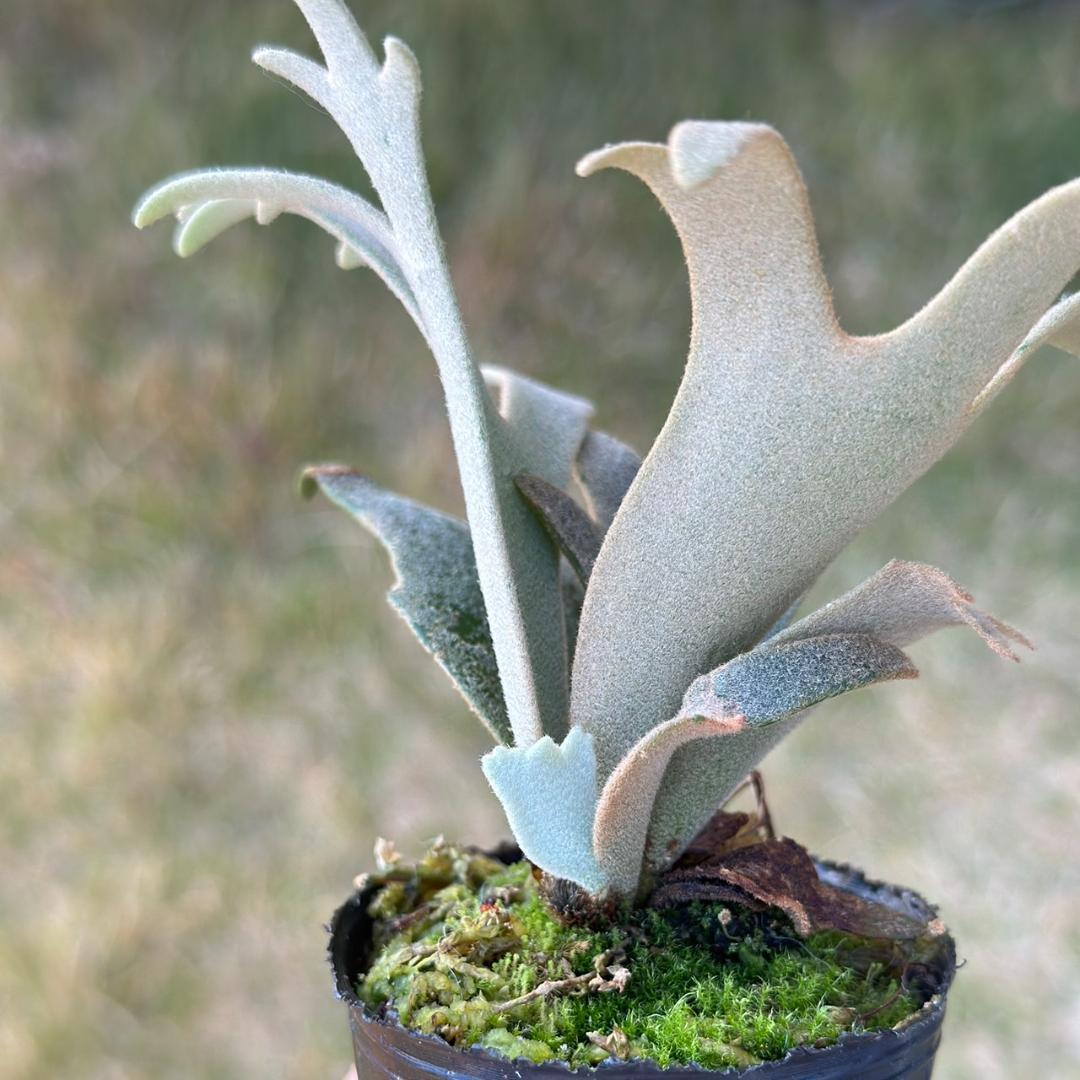 P. willinckii ’Jenny’ TC　2834