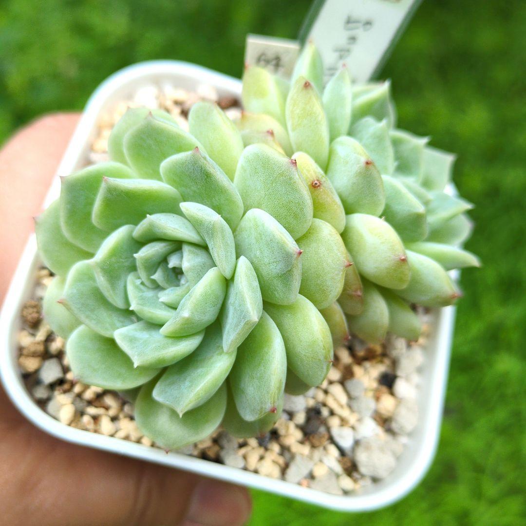 64. 多肉植物 ピュアラブ 800円【抜き苗】