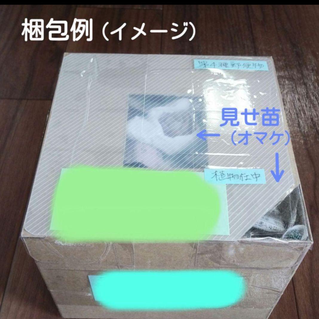 64. 多肉植物 ピュアラブ 800円【抜き苗】