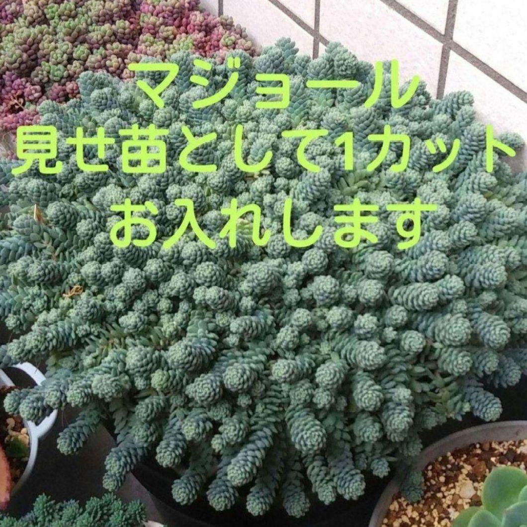 64. 多肉植物 ピュアラブ 800円【抜き苗】