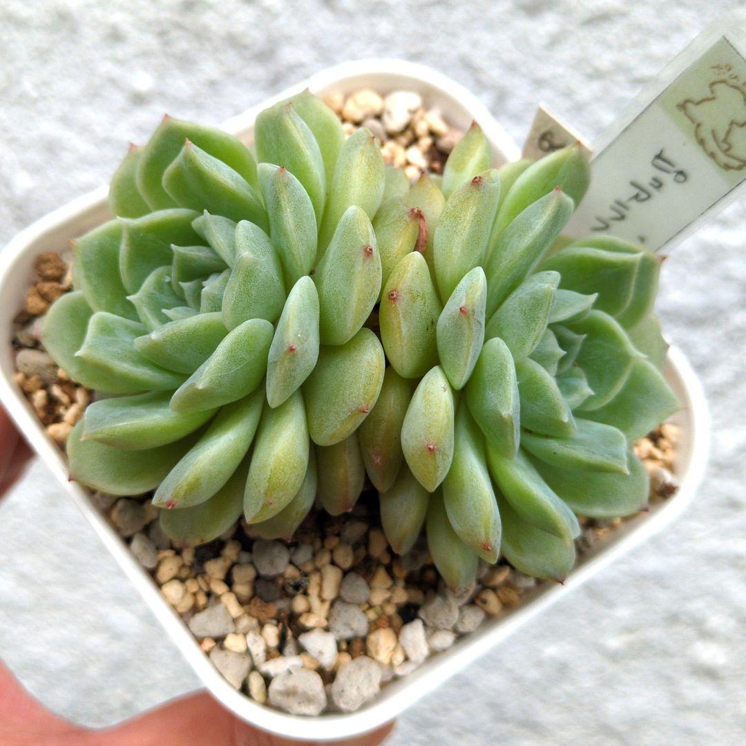 64. 多肉植物 ピュアラブ 800円【抜き苗】