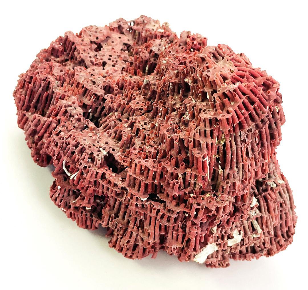 稀少 天然 赤珊瑚 原石 結晶 鉱物標本 パイプオルガン珊瑚 アクアリウム