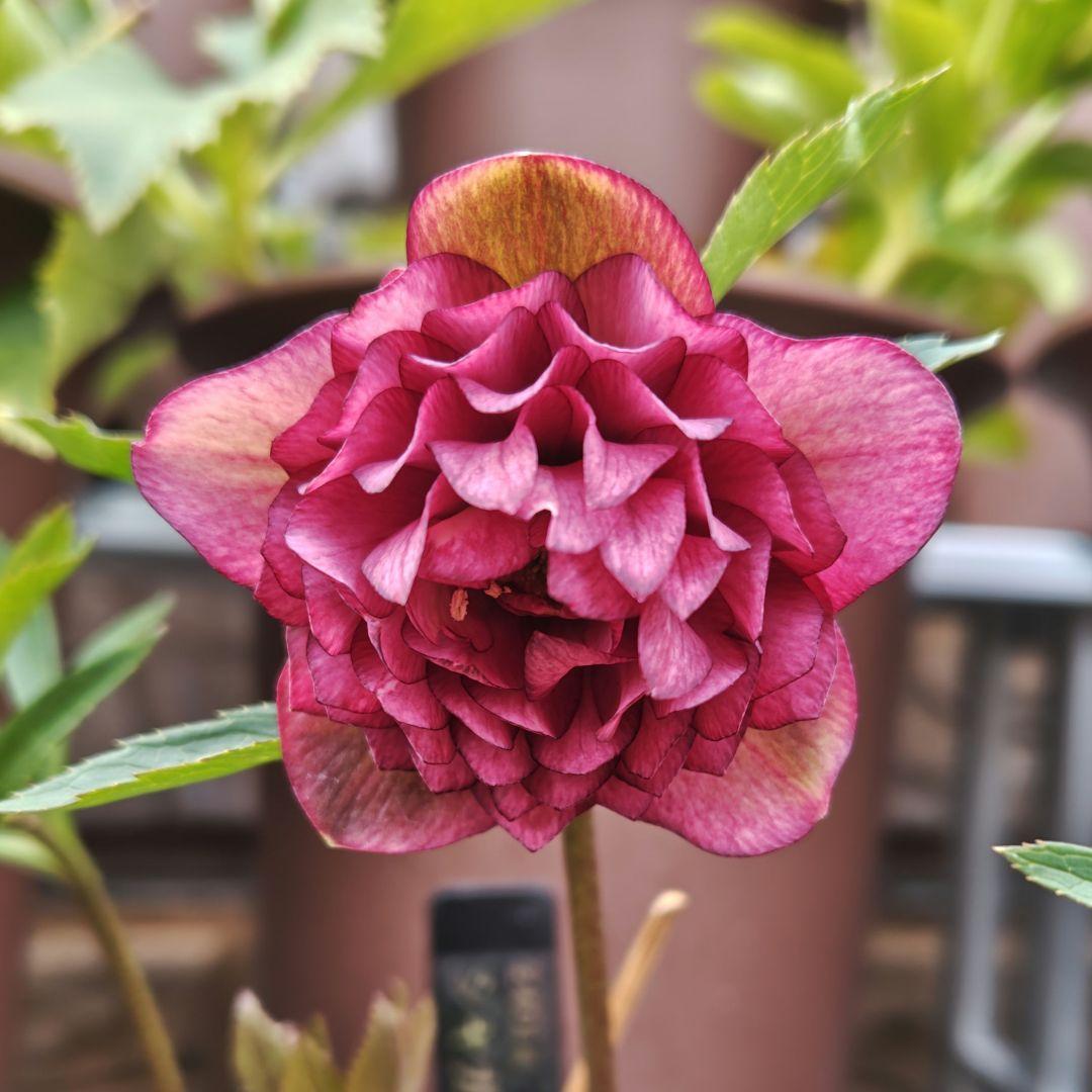 の*ん様 クリスマスローズ 加藤農園 ddシャガール 株分け