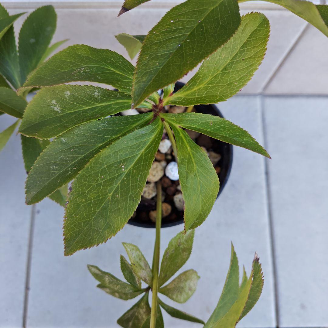 の*ん様 クリスマスローズ 加藤農園 ddシャガール 株分け