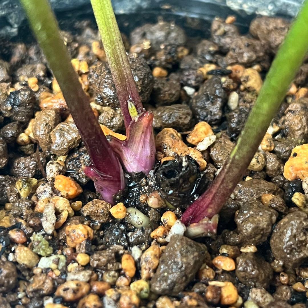 ま*ん様 ❤️根充実❤️沢山新芽❤️717超個性的⭐️花火的お顔と細葉がGood