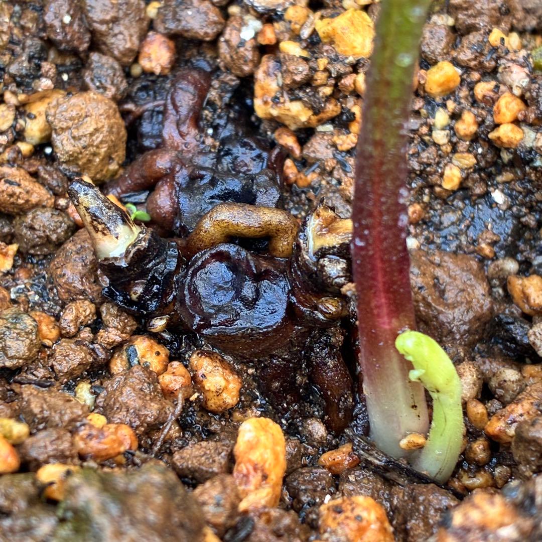 ま*ん様 ❤️根充実❤️沢山新芽❤️717超個性的⭐️花火的お顔と細葉がGood