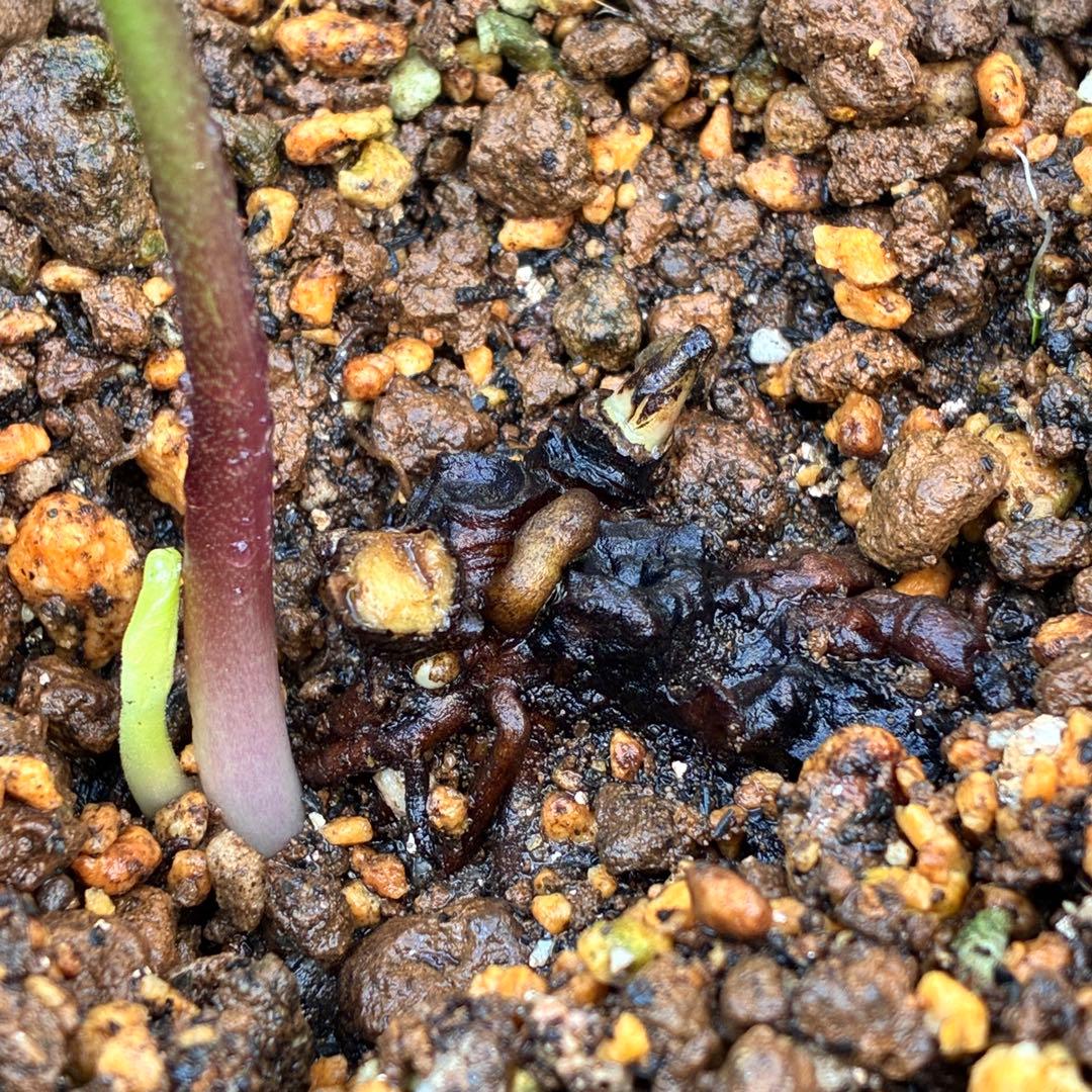 ま*ん様 ❤️根充実❤️沢山新芽❤️717超個性的⭐️花火的お顔と細葉がGood